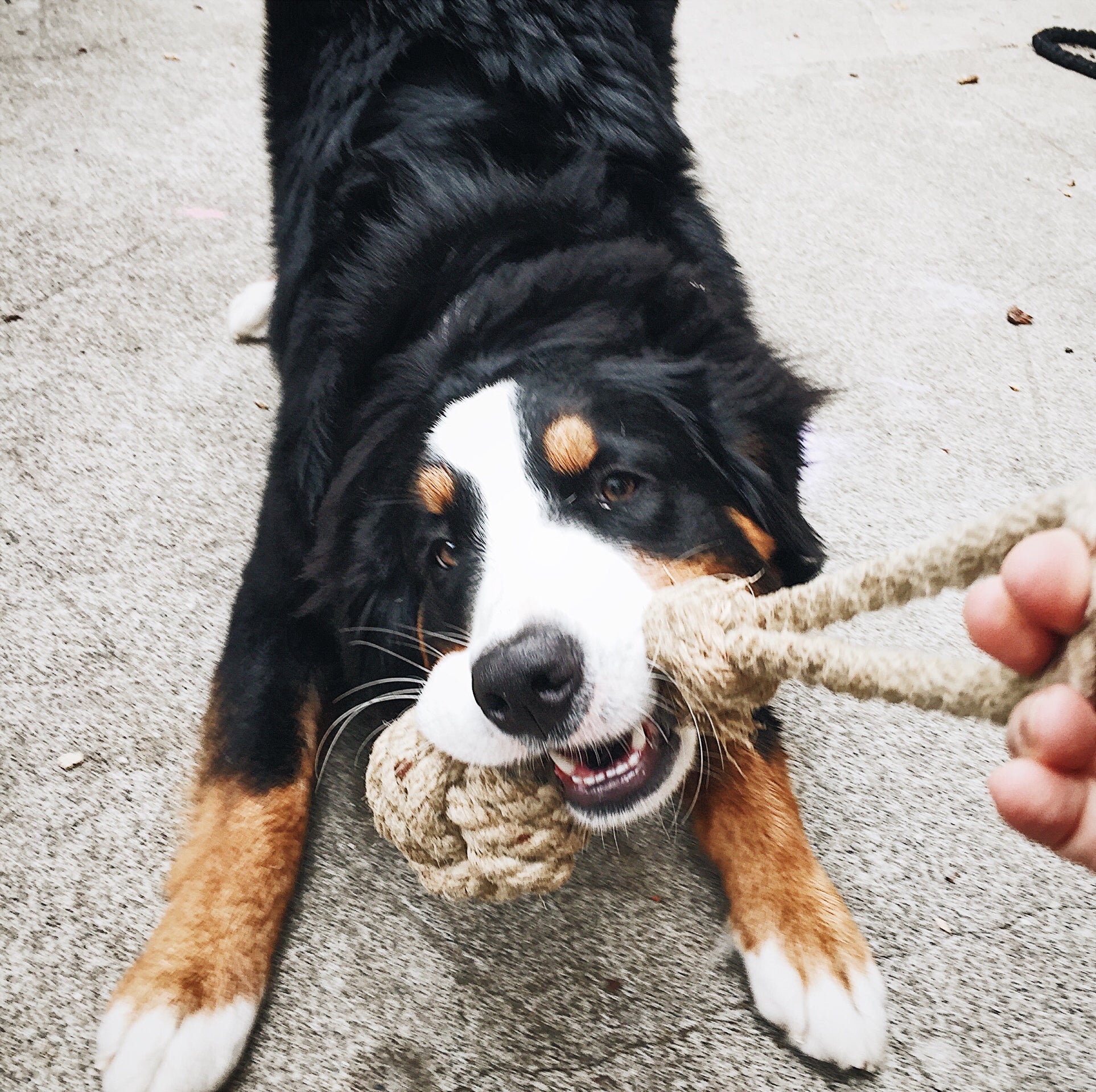 Puppy's Hemp Chew Toy