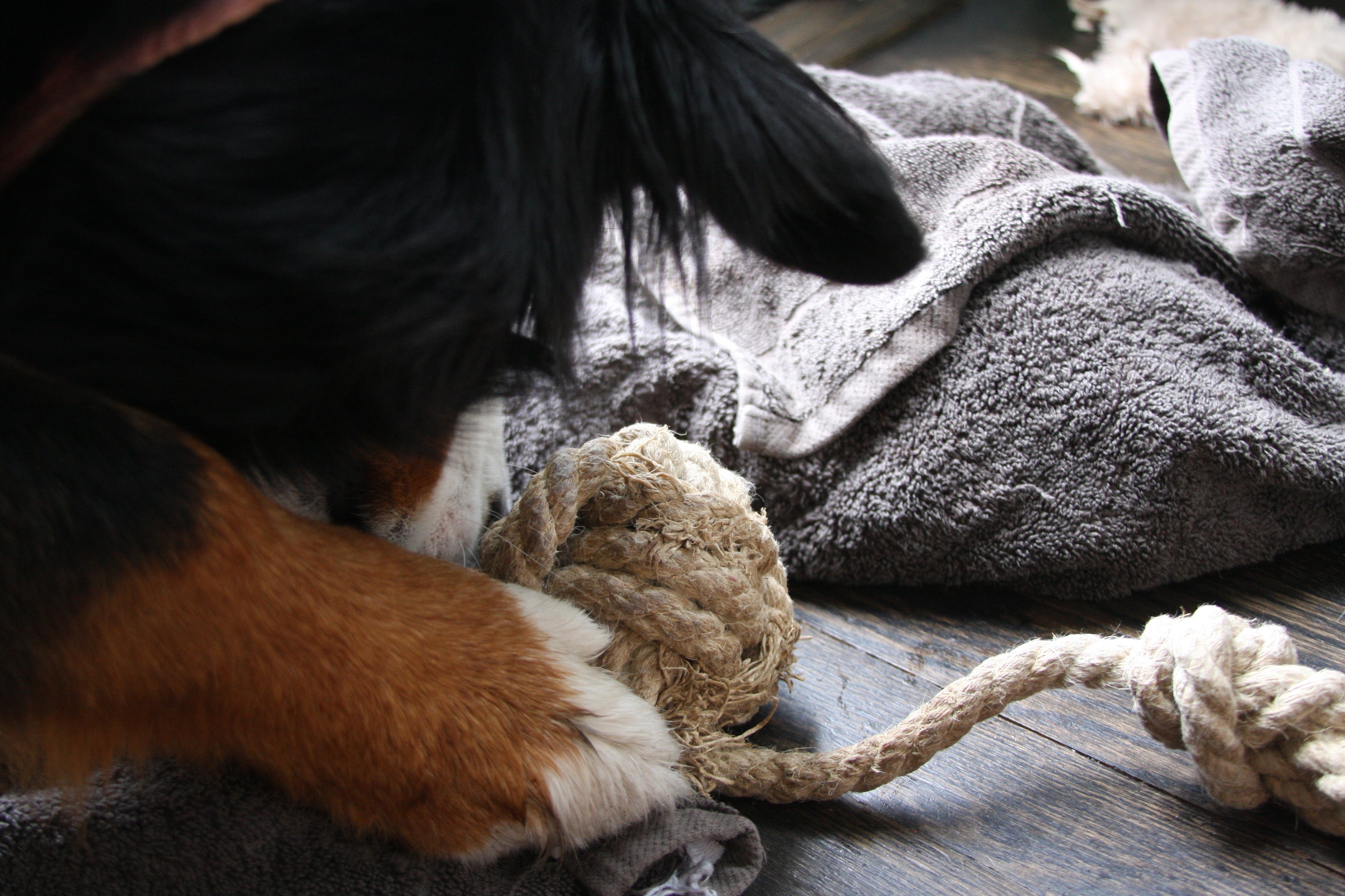 Puppy's Hemp Chew Toy